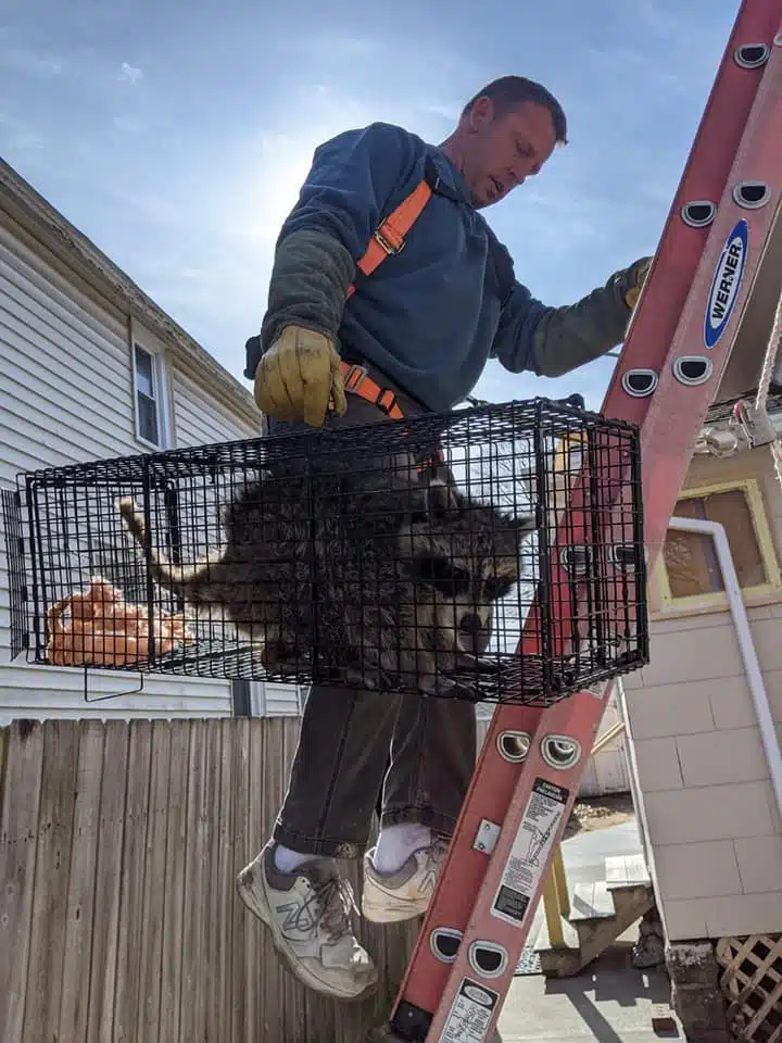 racoon removal ludington mi