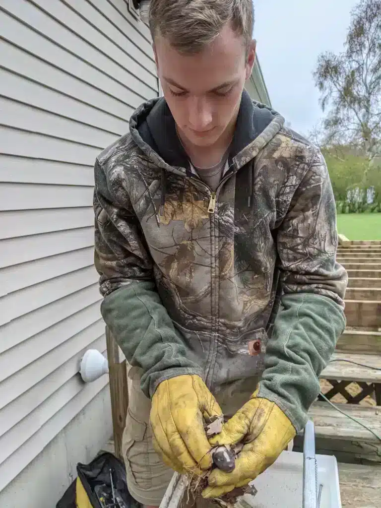 skunk removal ludington mi
